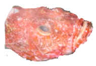 largescaled scorpion fish