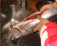 rinsing fish